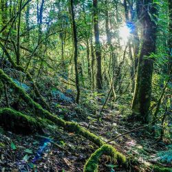 #LeVostreParole, la Biodanza raccontata dai soci di BioITA per la giornata della Terra, 22 aprile 2020